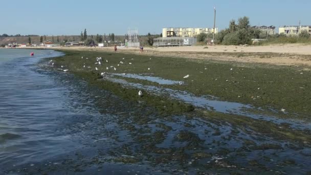 Ecologische probleem: grote algen emissies aan de kust. — Stockvideo