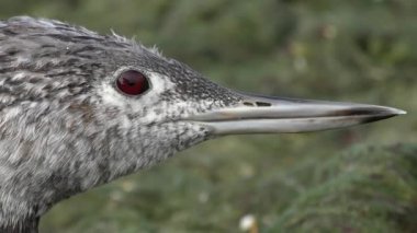 Kızıl gerdanlı dalgıç (Gavia stellata), portre.