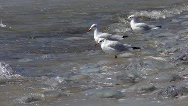Karabaş Martı (Chroicocephalus ridibundus) gıda internet arıyoruz.