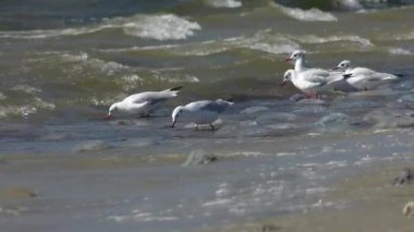 Karabaş Martı (Chroicocephalus ridibundus) gıda internet arıyoruz.
