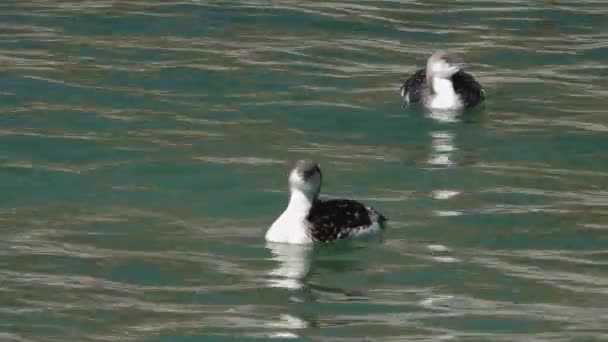 一双鸟儿红喉龙 (Gavia stellata) 在水面上. — 图库视频影像