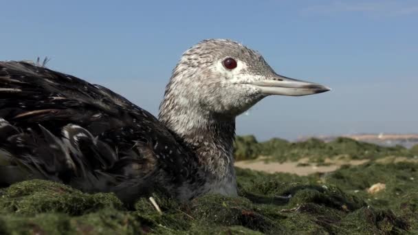 Loon s červeným hrdlem (gavia stellata). — Stock video