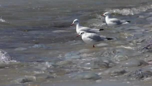 Μαυροκέφαλους γλάρους (Chroicocephalus ridibundus) ψάχνοντας για τροφή στο surf. — Αρχείο Βίντεο