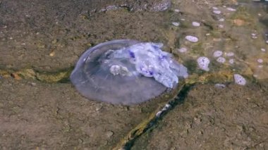 Sörf bölgedeki ölü varil denizanası (Rhizostoma pulmo).