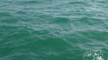 Kısa burunlu bayağı yunus (Delphinus delphis) su üzerinde atlar.