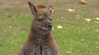 Kırmızı boyunlu Wallaby ya da Bennett 'in valabisi (Macropus rufogriseus).