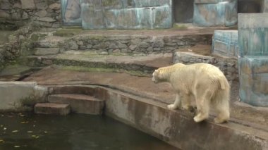 Kutup ayısı (Ursus maritimus) hayvanat bahçesinde.