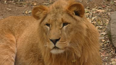 Genç aslan (Panthera leo), portre.