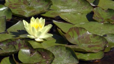 Beyaz-Nilüfer (Nymphaea alba).