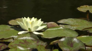 Beyaz-Nilüfer (Nymphaea alba).