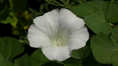 Hedge gündüzsefası (Calystegia sepium).
