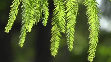 Lübnan sedir (Cedrus sediri), Genç Filiz.