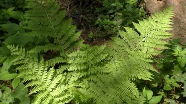 Erkek eğreltiotu (Dryopteris filix-mas).