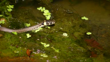 Çimen yılanı (Natrix natrix).