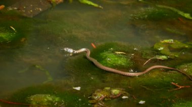Çimen yılanı (Natrix natrix).