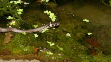 Ot yılanı (Natrix natrix) su yüzeyinde, yakın çekim.