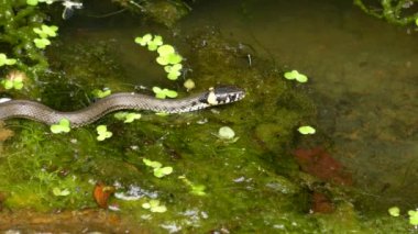 Ot yılanı (Natrix natrix) su yüzeyinde, sonra çerçeve, yakın çekim yaprak.