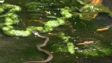 Ot yılanı (Natrix natrix) geniş atış su bitkileri tarar.