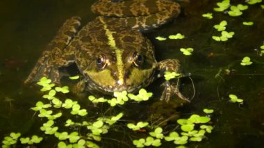 Göl kurbağa ya da bataklık kurbağa (Pelophylax ridibundus).