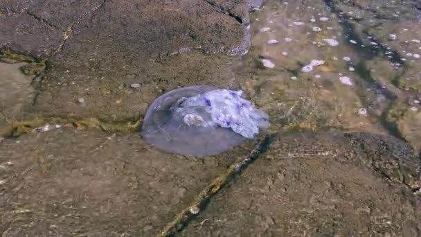 Mrtvý hlavně medúzy (Rhizostoma pulmo) v zóně surf. — Stock video