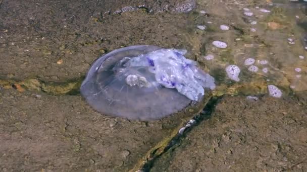 Mrtvý hlavně medúzy (Rhizostoma pulmo) v zóně surf. — Stock video