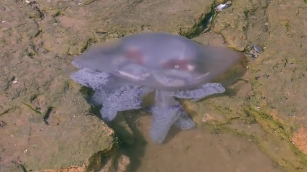 Dood vat kwallen (Rhizostoma pulmo) in de zone van surf. — Stockvideo