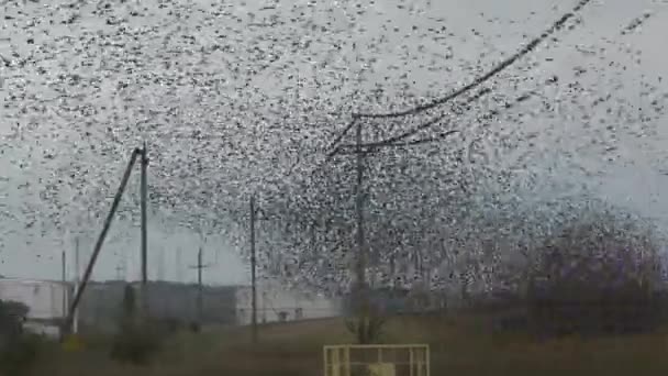 Egy nagy horda seregély (Sturnus vulgaris), őszi. — Stock videók