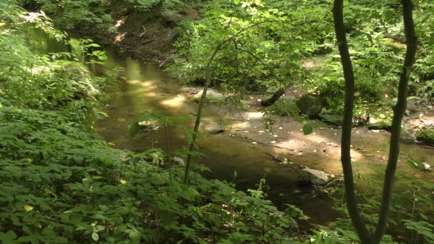 Río que fluye lentamente entre matorrales forestales . — Vídeos de Stock