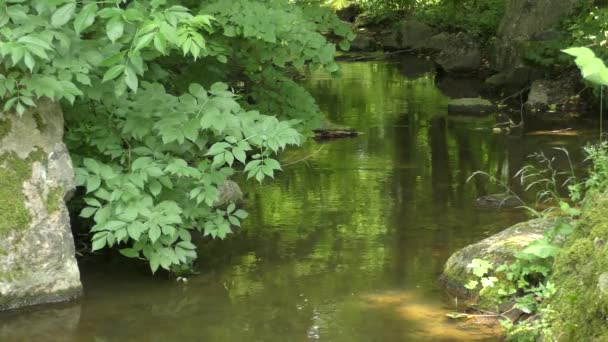 Langzaam stromende rivier onder bos kreupelhout. — Stockvideo