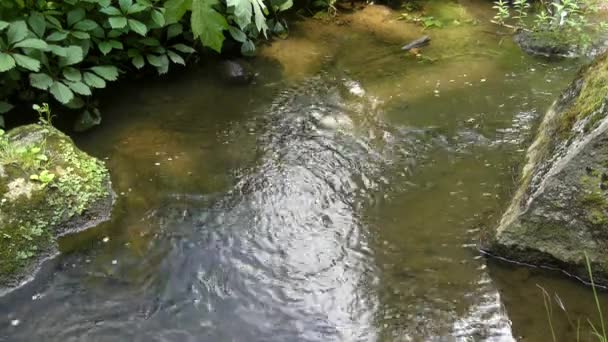 Sungai yang mengalir perlahan di antara semak-semak hutan . — Stok Video