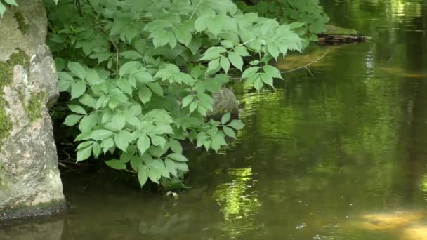 ゆっくりと森の茂みの中で川を流れる. — ストック動画
