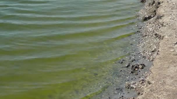 De stroom van de rivier: kleine golven lopen diagonaal naar de kust. — Stockvideo