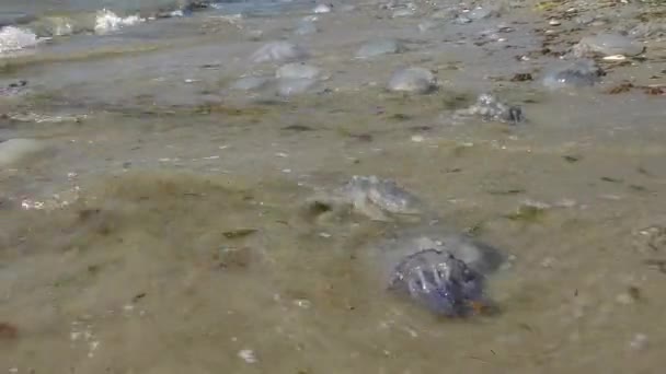 Medusas de barril muertas (Rhizostoma pulmo) en la zona de surf . — Vídeos de Stock