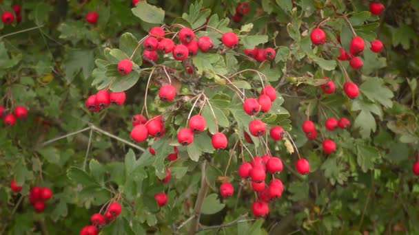 Red fruits of Midland hawthorn (Crataegus laevigata), wide shot. — Stock Video