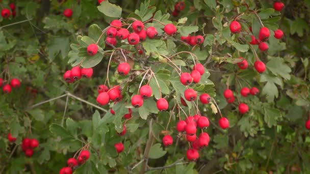 Rode vruchten van Midland meidoorn (Crataegus laevigata), brede schot. — Stockvideo