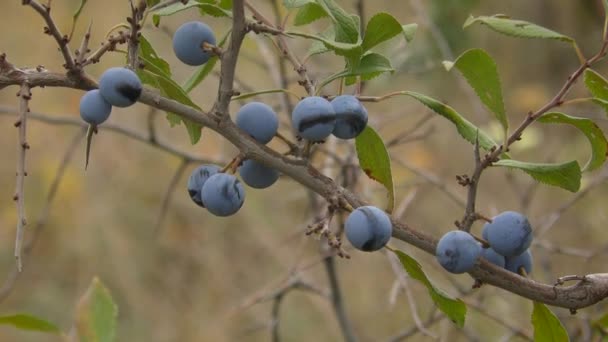 Blaue Früchte der Schlehe (Prunus spinosa)). — Stockvideo