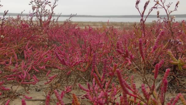 Hipérico común (Salicornia europaea ). — Vídeos de Stock