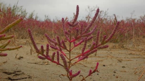 Gemeenschappelijke glasswort (Salicornia europaea). — Stockvideo