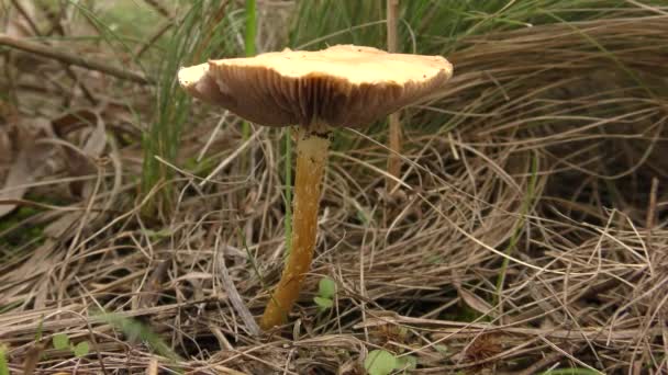 Ламеллы (жабры) грибы среди сухой травы . — стоковое видео