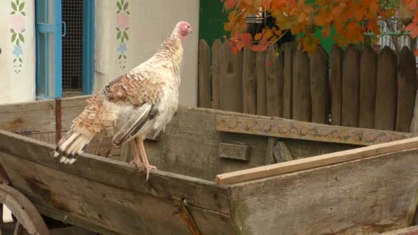 Granja campesina ucraniana: casa, utensilios, pavos . — Vídeo de stock