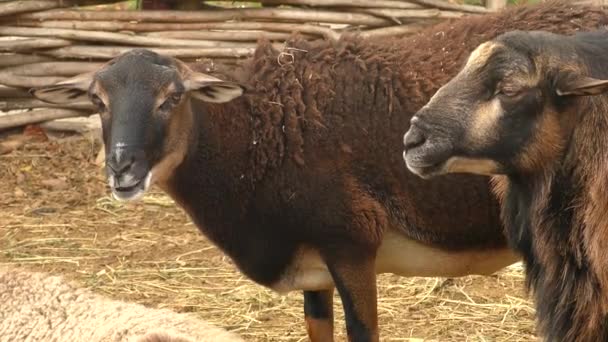 A pair of sheep on a rural farmstead. — Stock Video