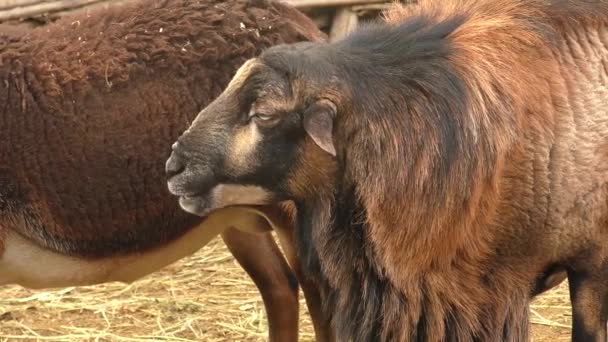 Um carneiro (masculino) em uma fazenda rural, um retrato . — Vídeo de Stock