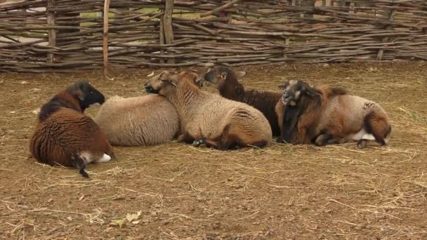 Varias ovejas en una granja rural . — Vídeos de Stock