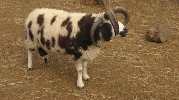 Les moutons Jacob à quatre cornes dans une ferme rurale . — Video