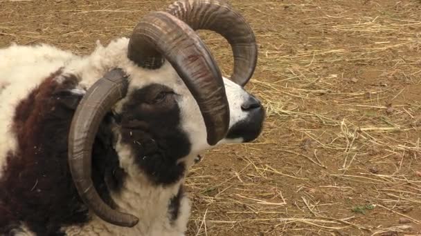 Les moutons à quatre cornes de Saint-Jacob sur une ferme rurale, portrait . — Video
