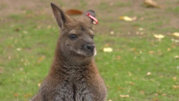 Wallaby met rode hals of wallaby van Bennett (Macropus rufogriseus)). — Stockvideo