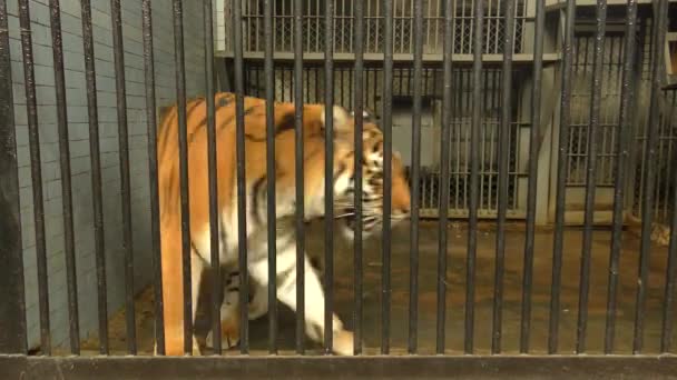 Tigre (Panthera tigris) no zoológico . — Vídeo de Stock