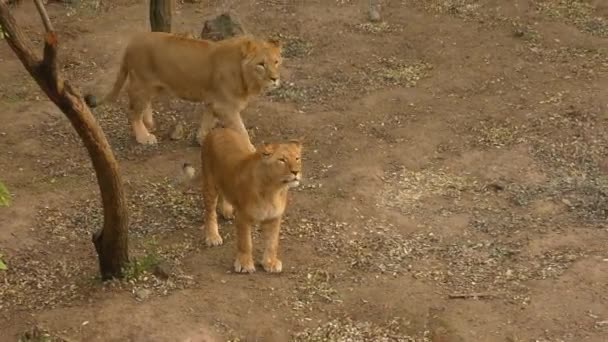 Egy pár fiatal oroszlán (Panthera leo). — Stock videók