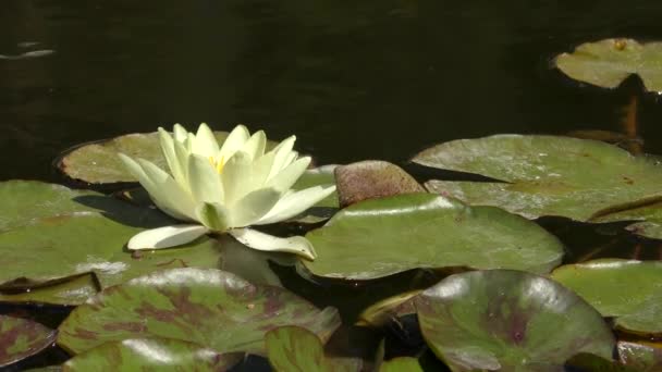 Lírio aquático branco (Nymphaea alba ). — Vídeo de Stock