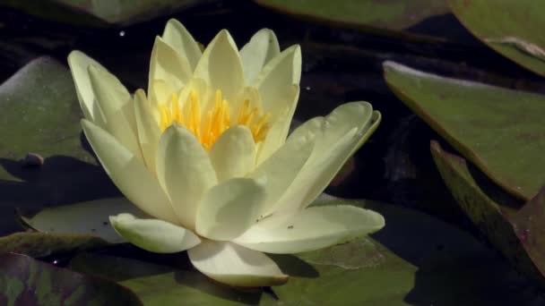 Witte Water-Lelie (Nymphaea alba). — Stockvideo